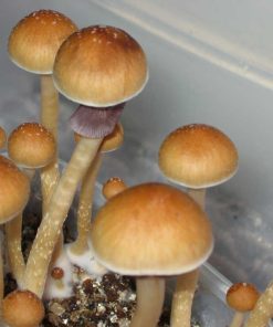 Buy Ecuador Cubensis Mushrooms Online