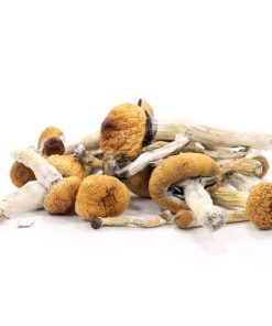 Buy Golden Teacher Mushroom Online