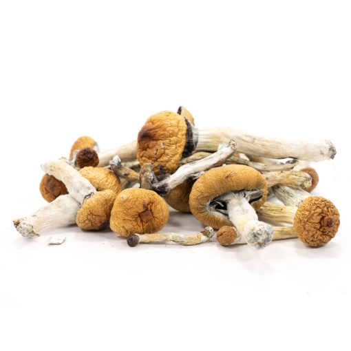 Buy Golden Teacher Mushroom Online