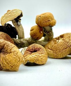 Buy Bulk Magic Mushrooms in Canada