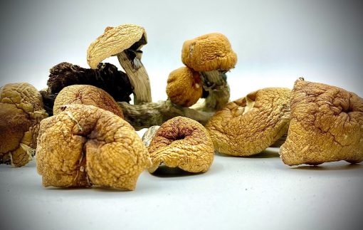 Buy Bulk Magic Mushrooms in Canada