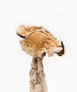 Buy Amazonian Mushrooms Online