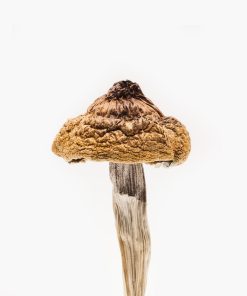 Buy Martinique Mushrooms Online