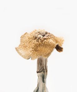 Buy Burmese Mushrooms Online