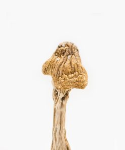 Buy B+ Mushrooms Online