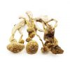 Buy Albino Magic Mushroom Online