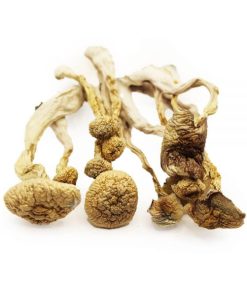 Buy Albino Magic Mushroom Online