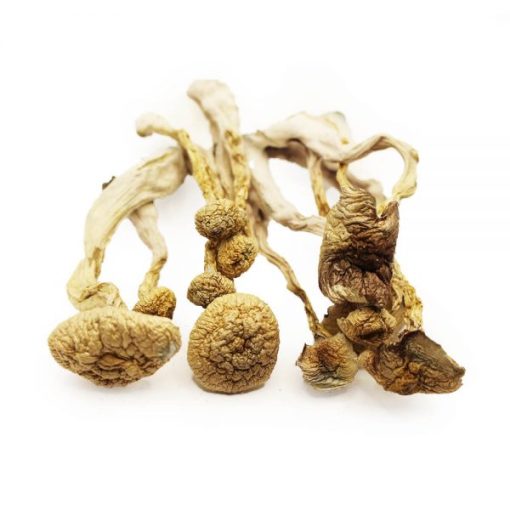 Buy Albino Magic Mushroom Online