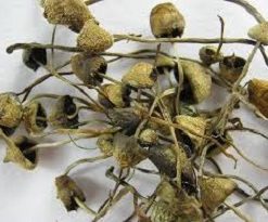 Buy Liberty Caps Mushrooms Online